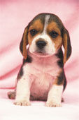 Beagle - 