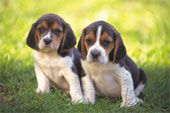 Beagle - 