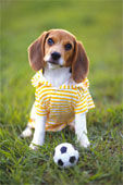 Beagle - 