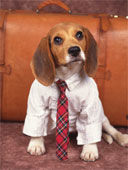 Beagle - 