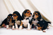 Beagle - 