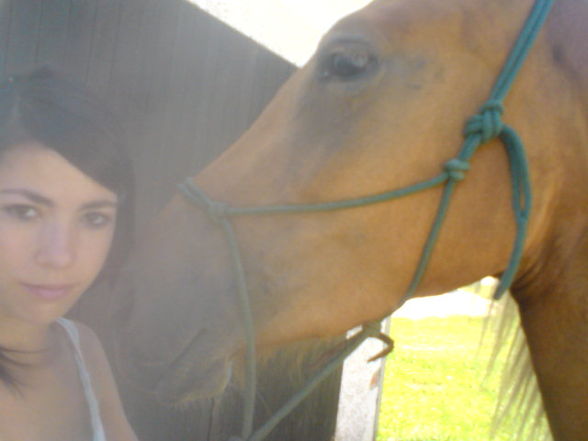 horses & me - 