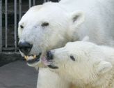 WAS MAN ÜBER EISBÄREN WISSN MUSS........ - 