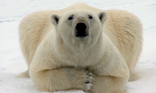 WAS MAN ÜBER EISBÄREN WISSN MUSS........ - 