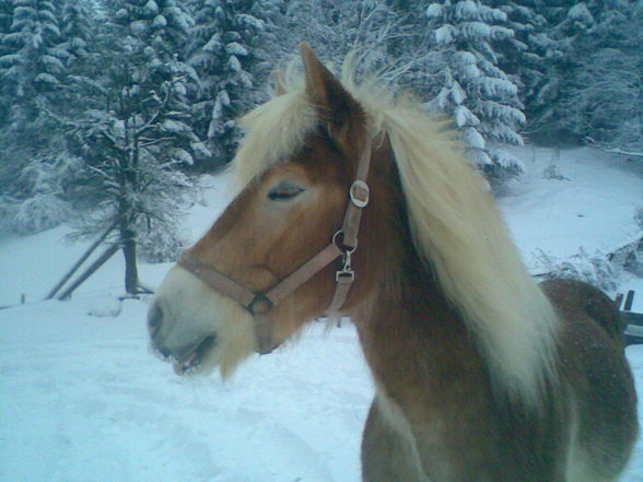 my horse - 