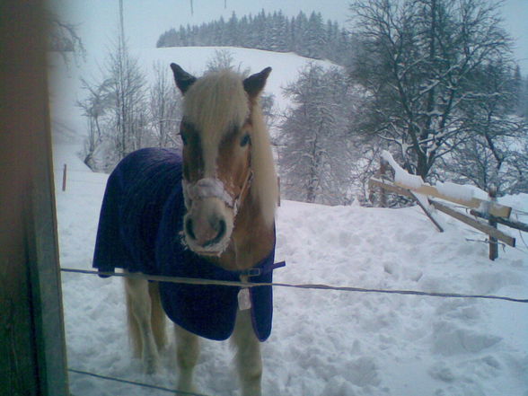 my horse - 