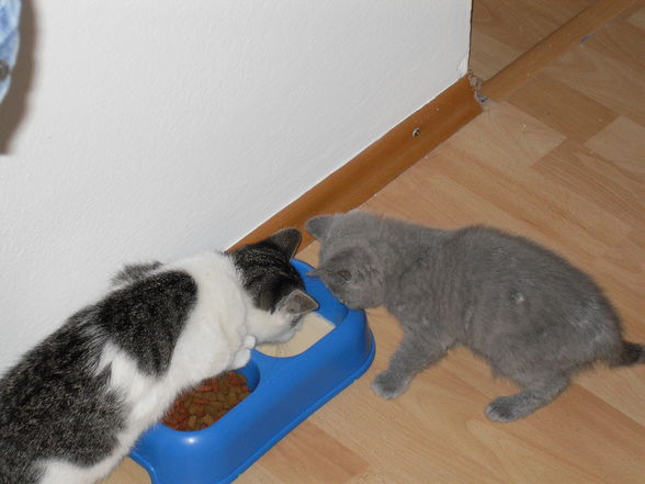 Die 2 Katzen meiner Tochter - 