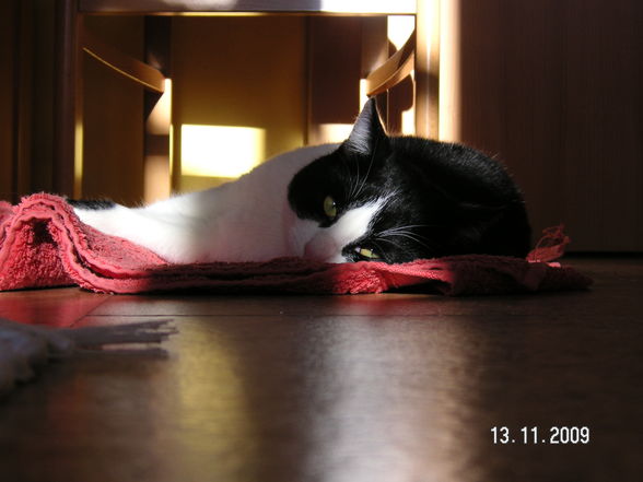 ROCKI meine Katze - 