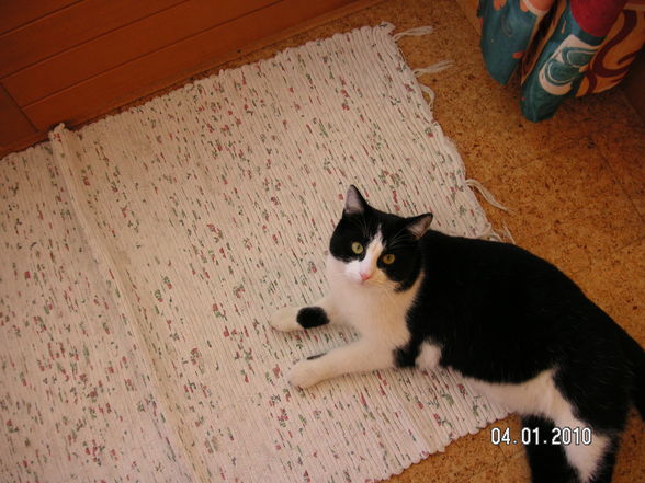 ROCKI meine Katze - 