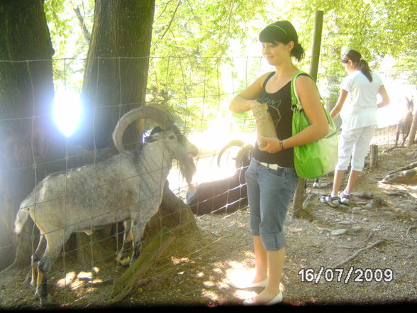 Tiergarten mit mein hasen - 