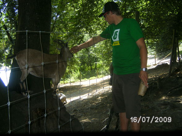 Tiergarten mit mein hasen - 