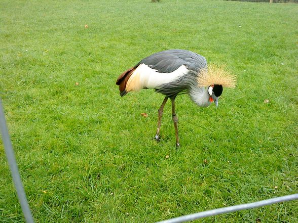 Tierpark - 