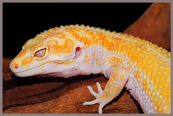 liabe geckos - 