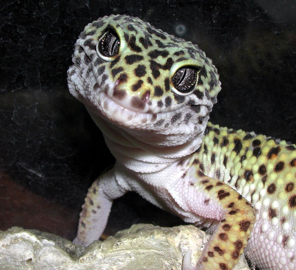 liabe geckos - 