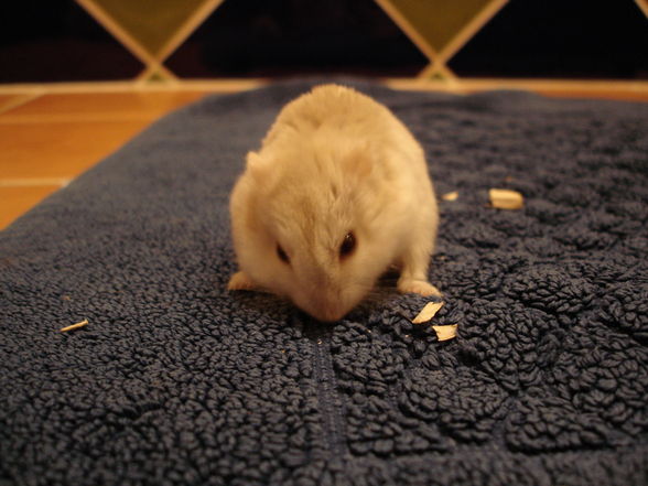 My Hamster - 