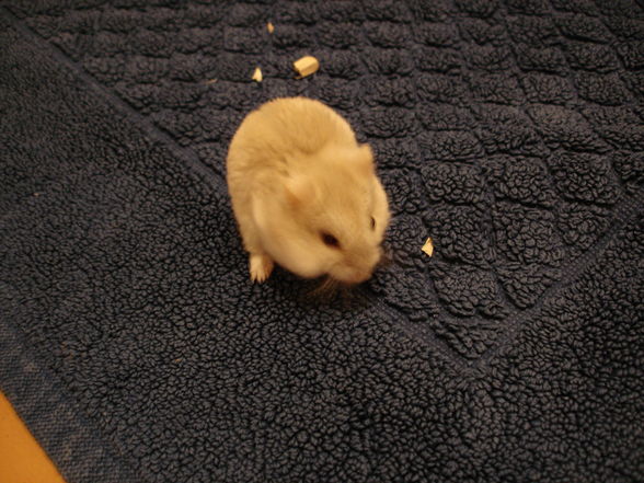 My Hamster - 