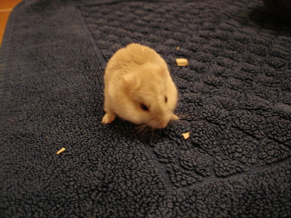 My Hamster - 