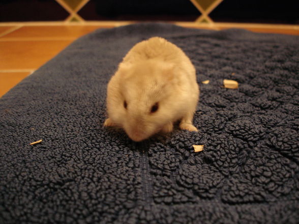 My Hamster - 