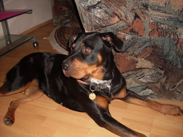 meine hunde  - 