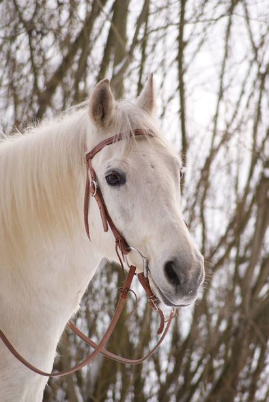 ??meine lieben Tiere?? - 