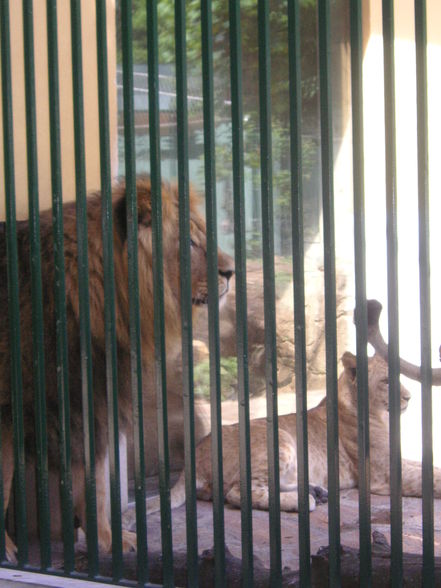 Tiergarten Schönbrunn - 