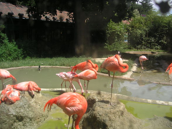 Tiergarten Schönbrunn - 