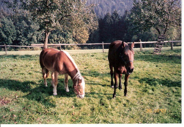 The loveliest horses - 