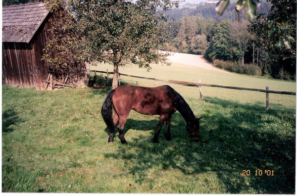 The loveliest horses - 