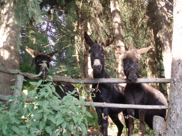 Hüttengaudi Steiermark - 