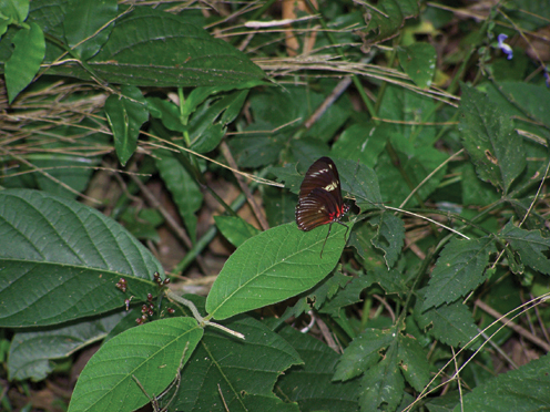 Costa Rica 2007 - 