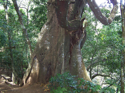 Costa Rica 2007 - 