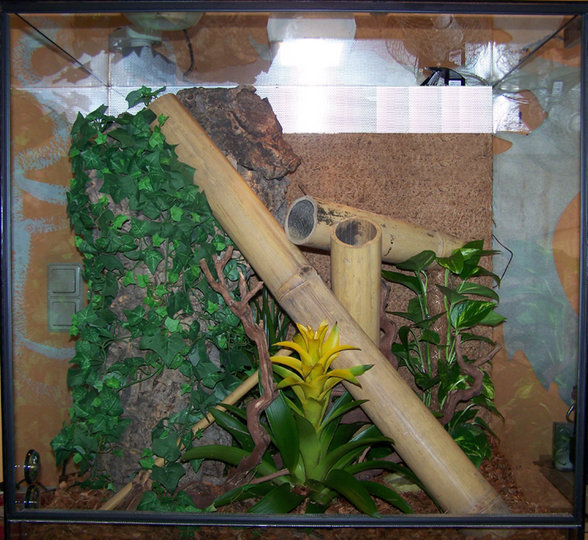 Tokeh - Gekko Gecko - 