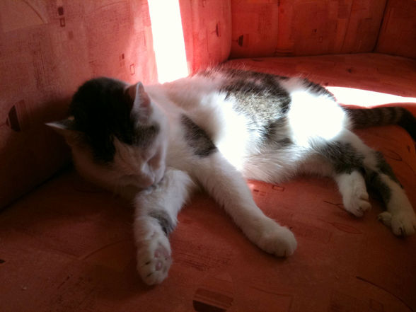 Meine Katze - 