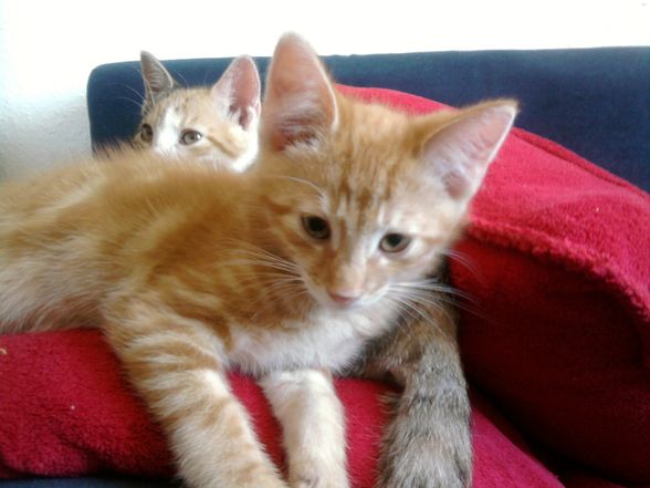 Meine Katzen babys - 