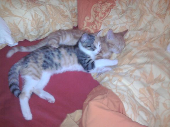 Meine Katzen babys - 