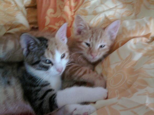 Meine Katzen babys - 