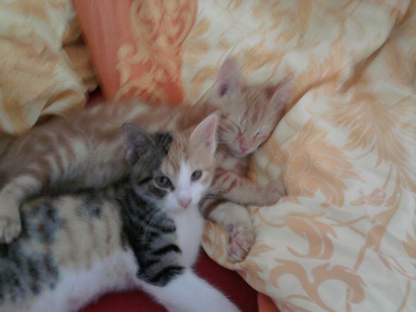 Meine Katzen babys - 