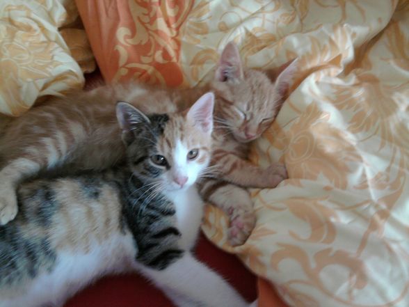 Meine Katzen babys - 