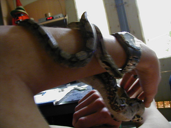 My Snakes - 