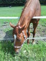 noch coolere horse bilder!!!!!!!!!!!!!!! - 