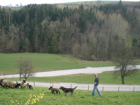 Der Brillenschafzüchter in mir - 