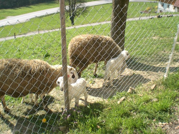 Der Brillenschafzüchter in mir - 