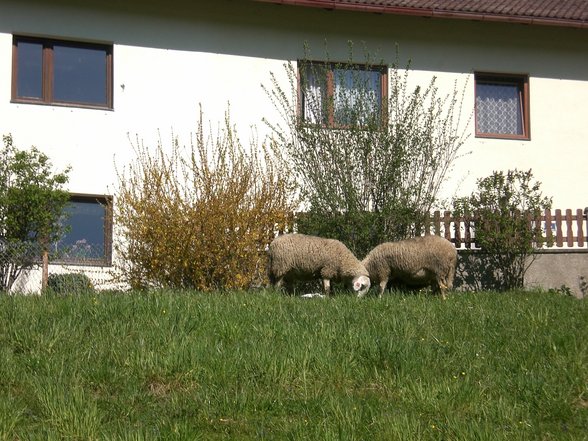 Der Brillenschafzüchter in mir - 