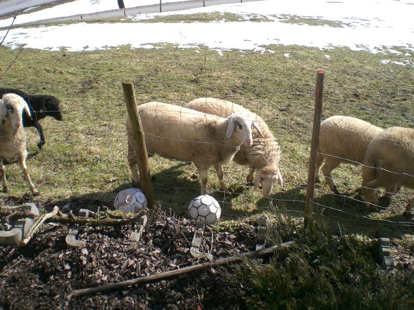 Der Brillenschafzüchter in mir - 