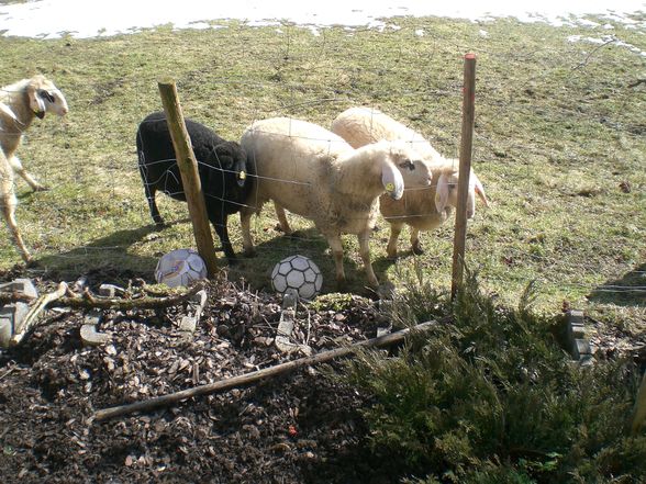 Der Brillenschafzüchter in mir - 