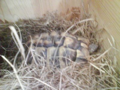 Meine Turtels - 