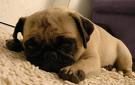 Mops - 