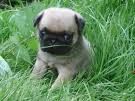 Mops - 