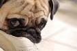 Mops - 