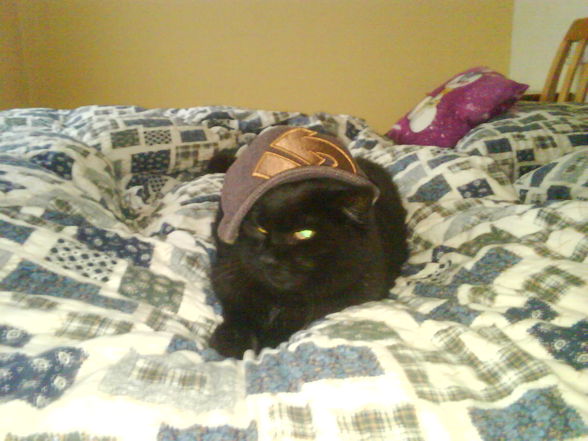 My cat mit Burten cap - 